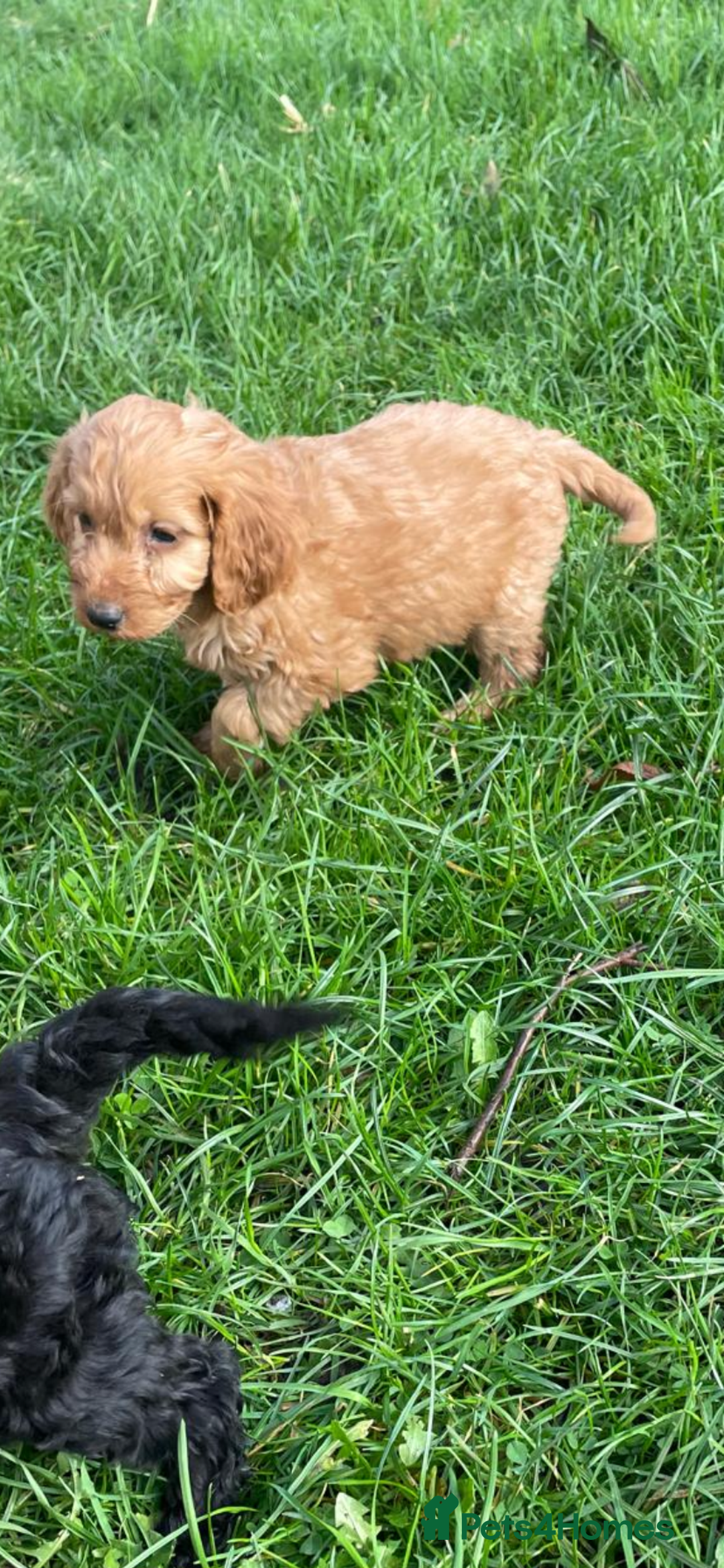 Cockapoo dogs for sale: Gorgeous cockapoo puppies - Advert 3