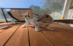 Bengal cats for sale: Bengal Kittens Purebred with Champion Lines  - Image 20