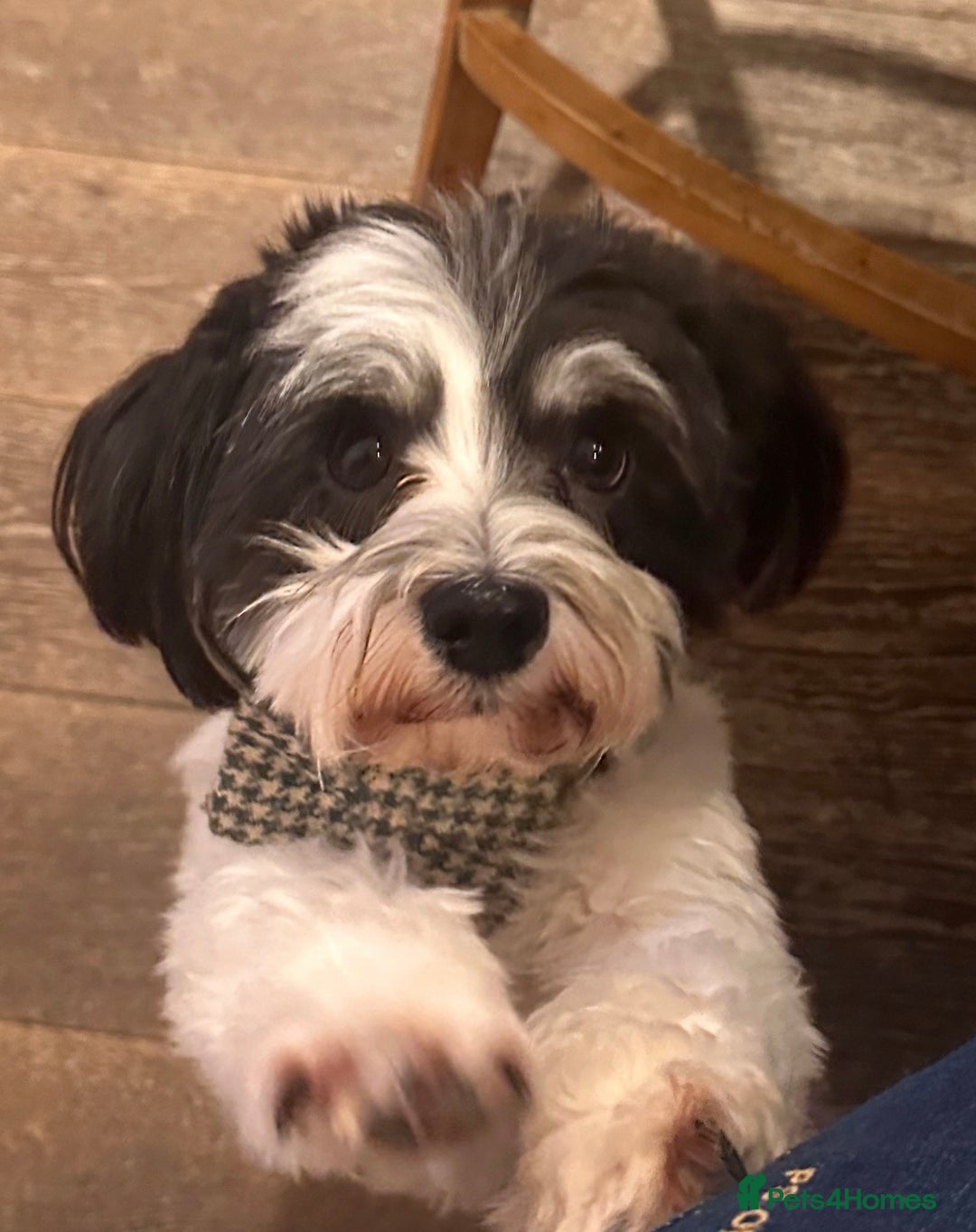 Havanese dogs for sale: Two Beautiful Havanese Male puppies  - Advert 7