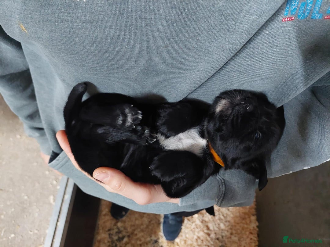 Cocker Spaniel dogs for sale: KC registered Cocker Spaniel puppies for sale - Advert 8
