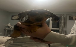 Mixed Breed dogs for sale: Dachshund crosses for sale  - Image 5