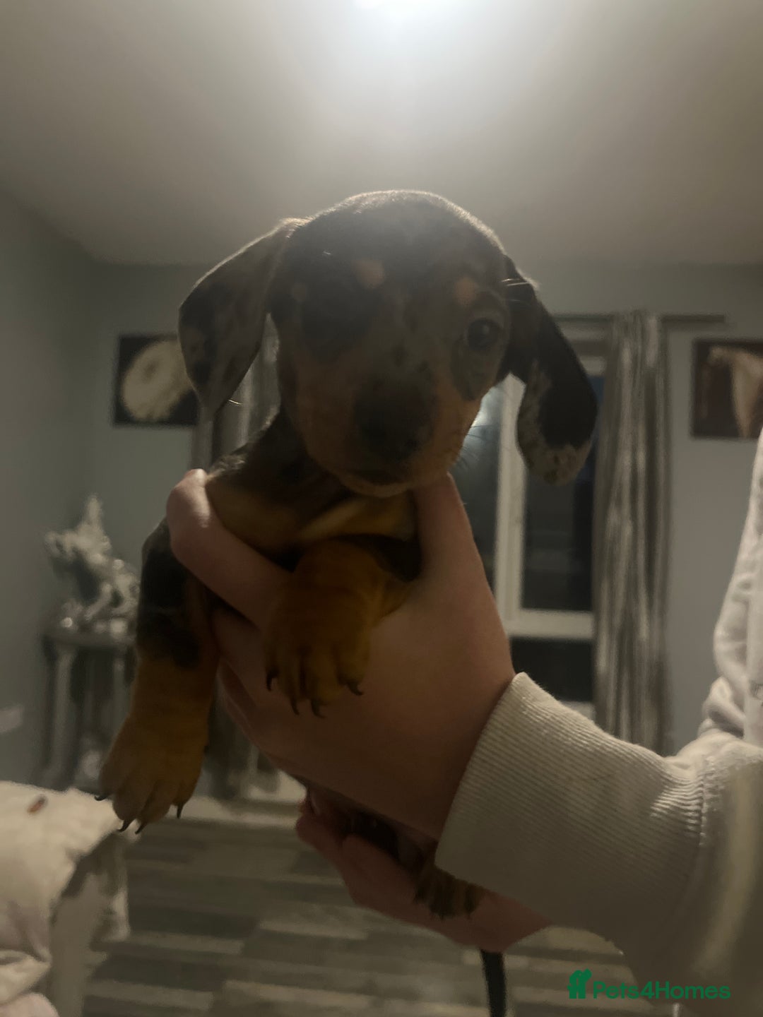 Mixed Breed dogs for sale: Dachshund crosses for sale  - Image 5