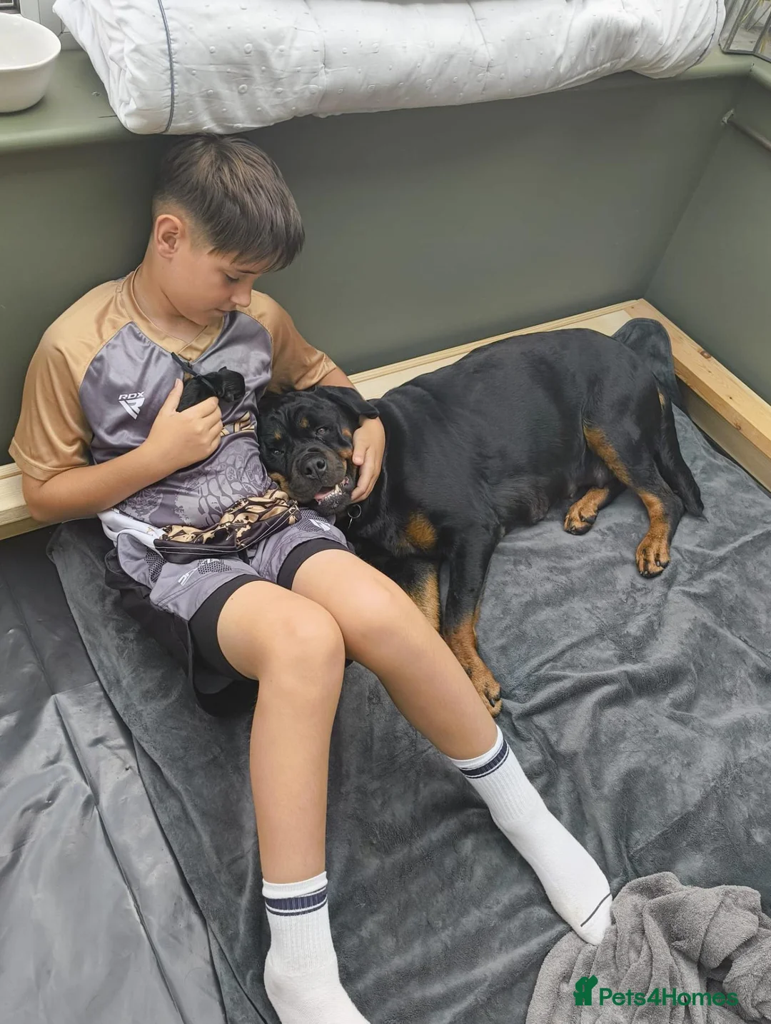 Rottweiler dogs for sale: Beautiful Family Raised Rottweiler Puppies in Hailsham - Advert 2