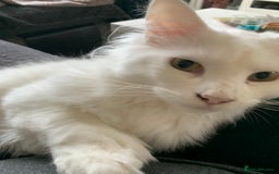 Maine Coon cats for sale: Male Maine coon - Image 1