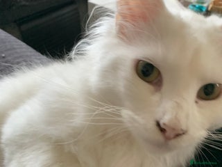 Maine Coon cats - Advert 19