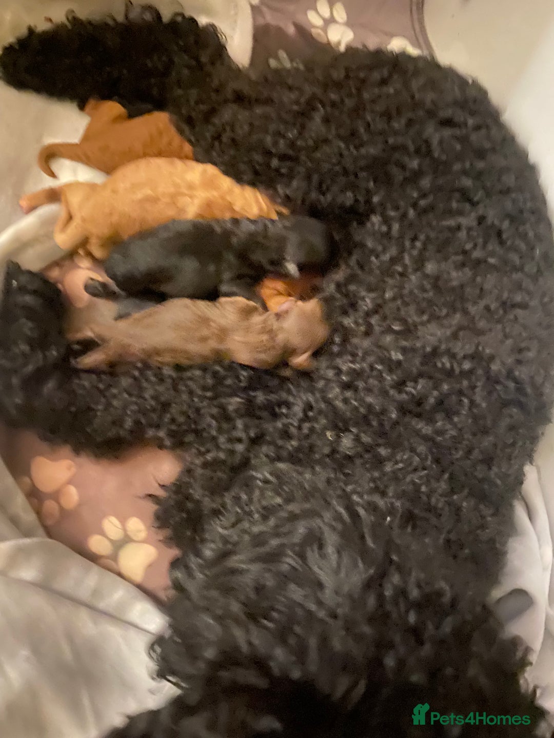 Miniature Poodle dogs for sale: Beautiful Miniature/Toy poodles  - Image 11