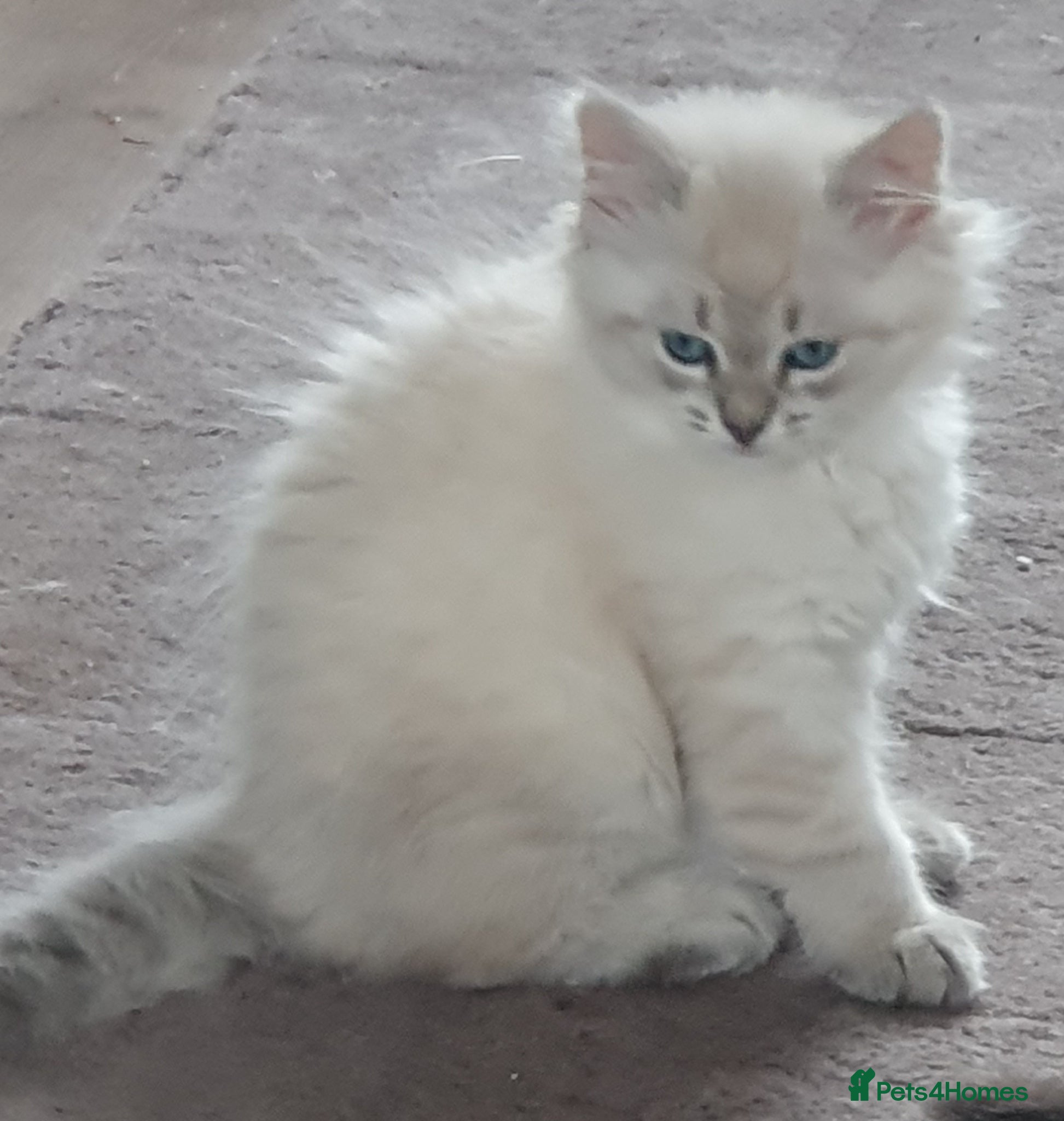 Siberian cats Stunning Neva Masquerade Girl - Advert 2