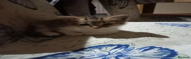 Jack
