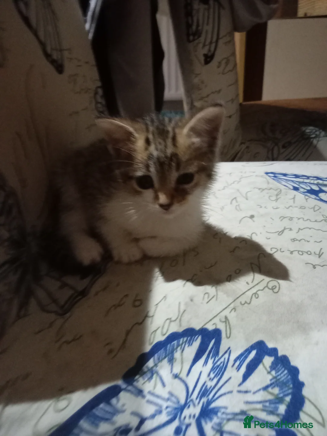 Mixed Breed cats for sale: Beautiful tabby kittens ready to go - Advert 2