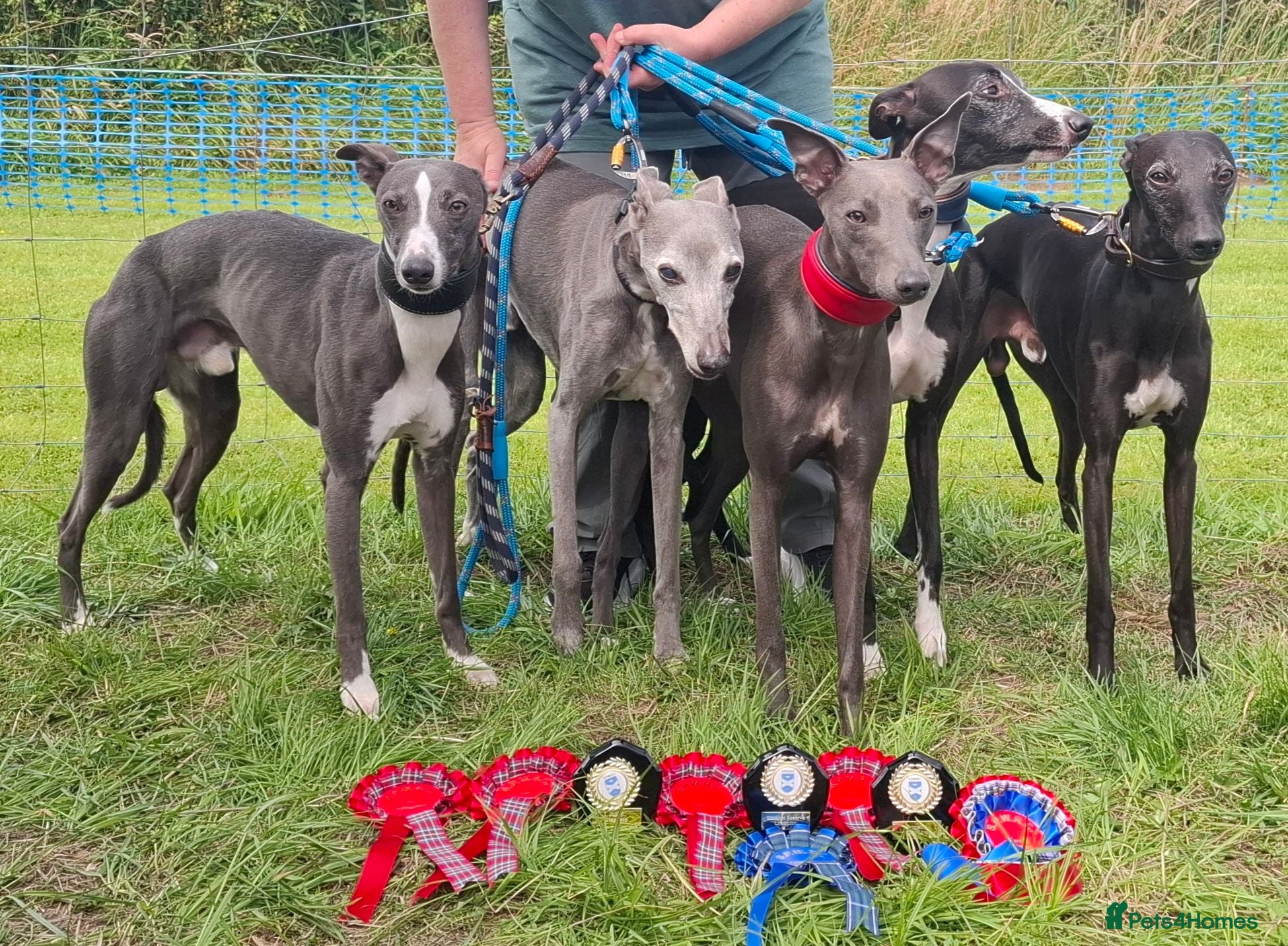 Whippet dogs Eidynrock Sangoma with Silkspun ,Sportingbred.X - Advert 17