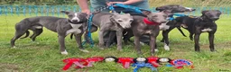 Whippet dogs for stud: Eidynrock Sangoma with Silkspun.Show/Sportingbred. - Advert 4
