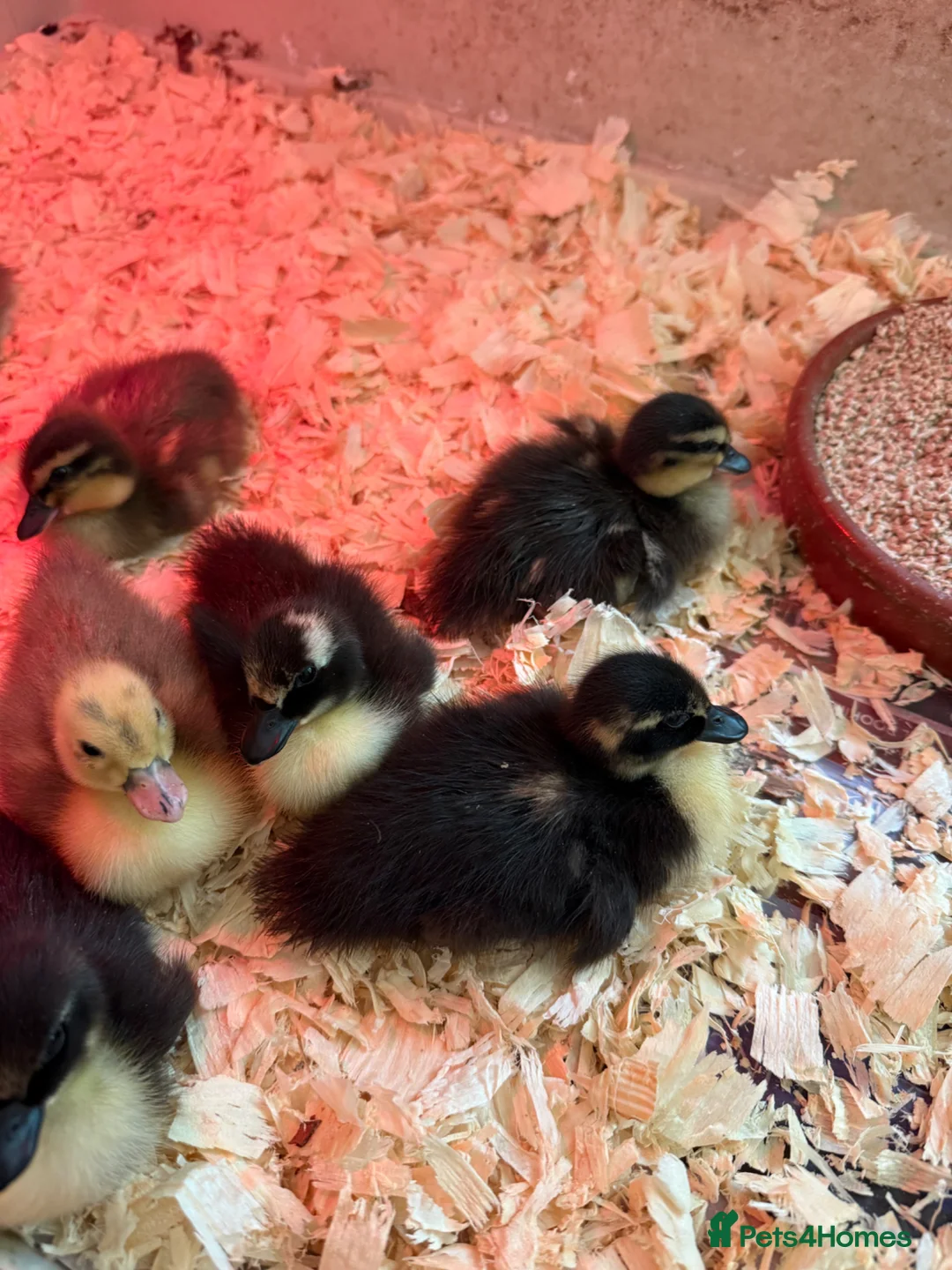 Ducks poultry for sale: Call ducklings  in Wimborne - Advert 1