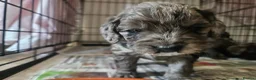 Cockapoo dogs for sale: Beautiful Litter of Stunning Cockerpoo Puppies - Advert 4