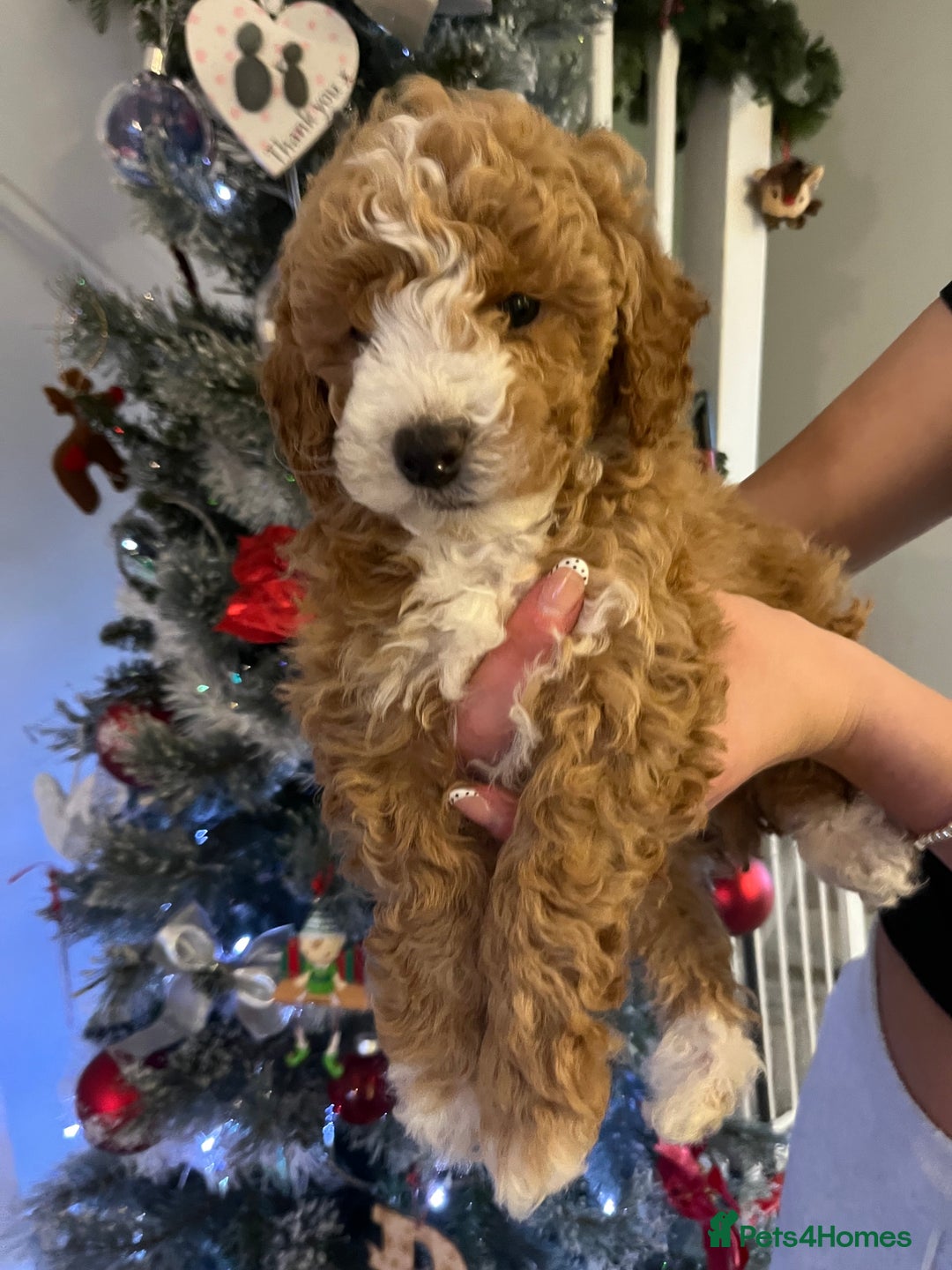 Cockapoo dogs for sale: Beautiful cockapoo puppies  - Advert 2
