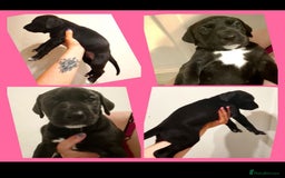 Mixed Breed dogs for sale: American Bulldog x Doberman Puppies - Image 3