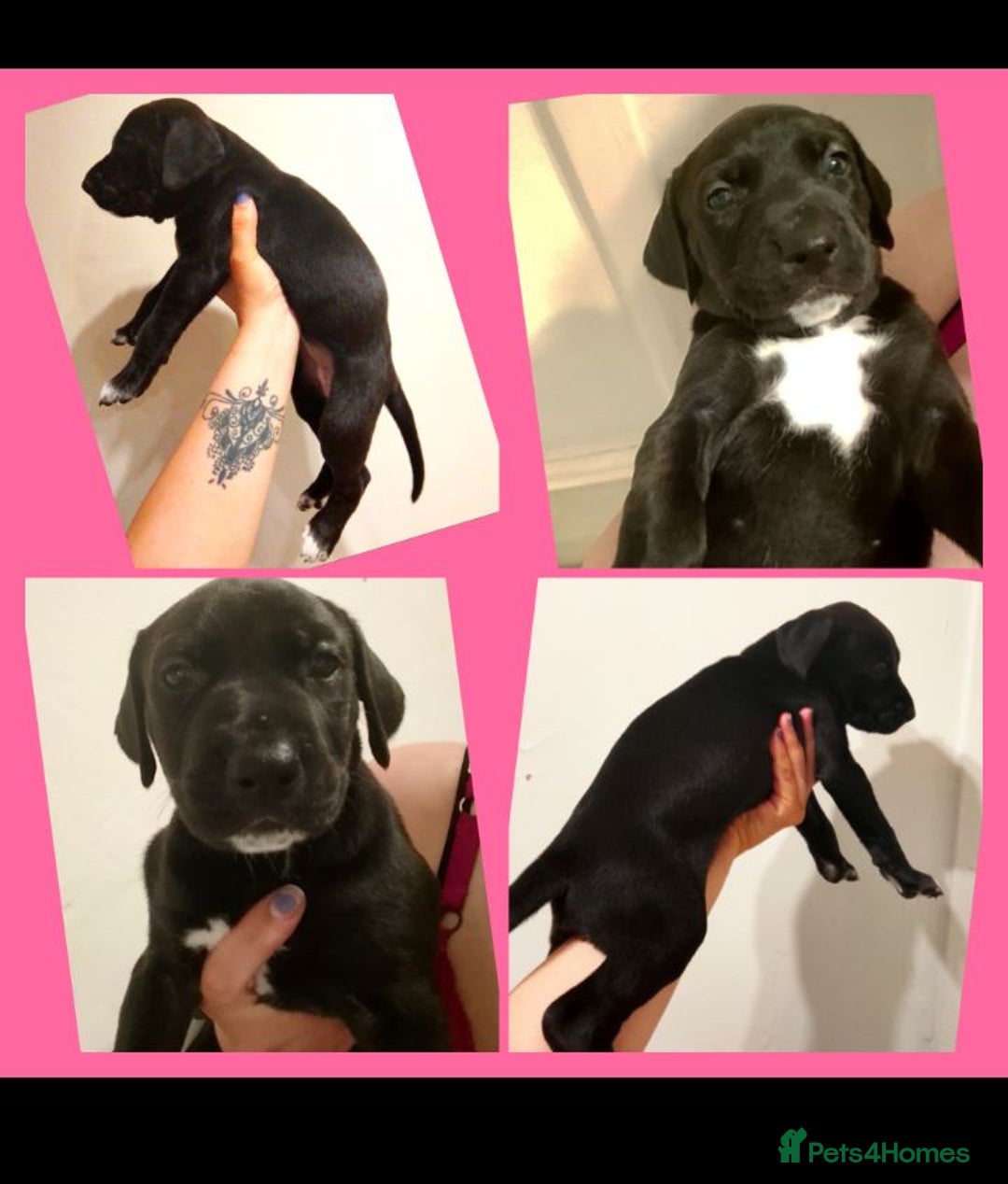 Mixed Breed dogs for sale: American Bulldog x Doberman Puppies - Image 3