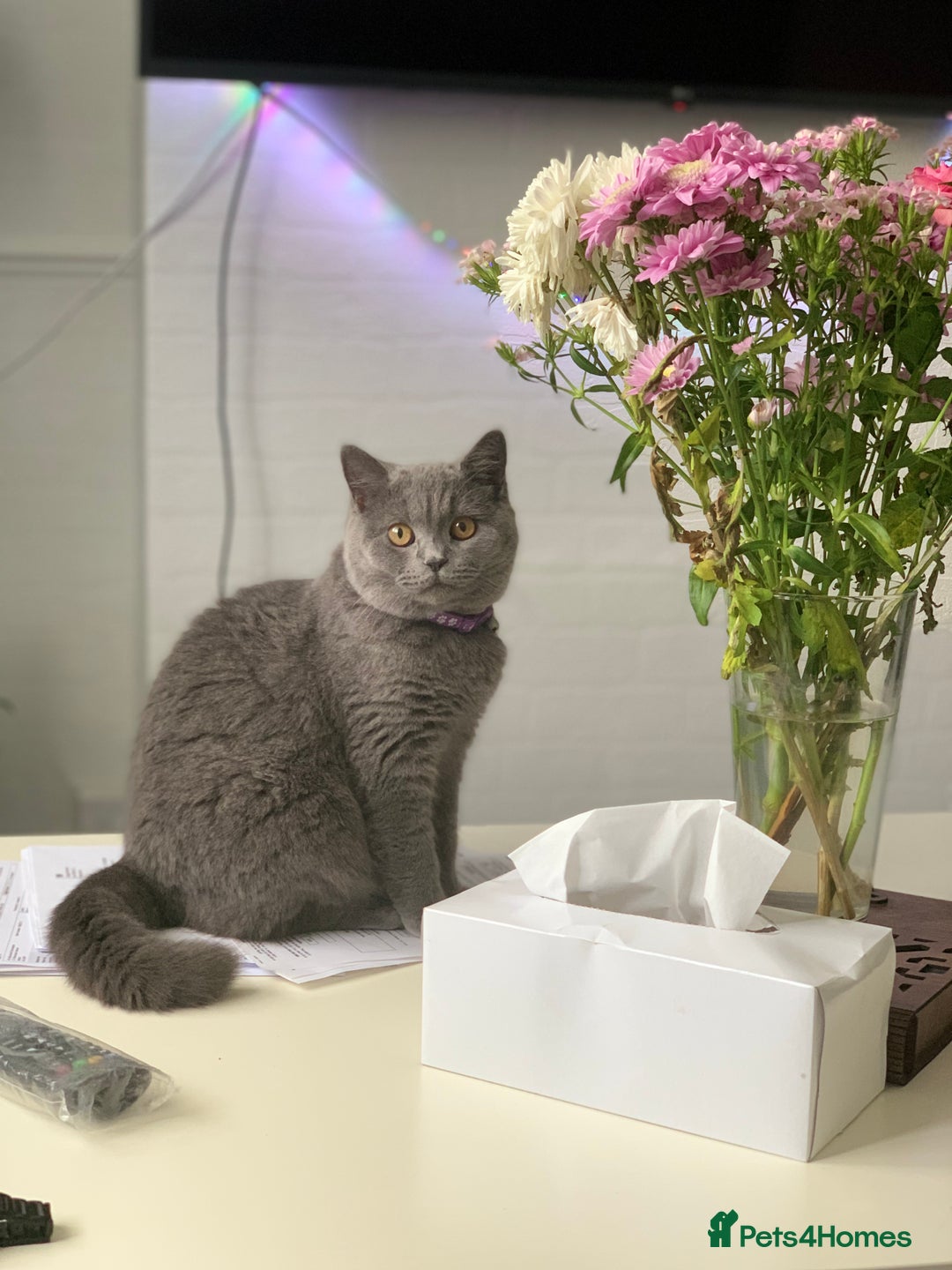 British Shorthair cats for sale: British short hair queen - Advert 4