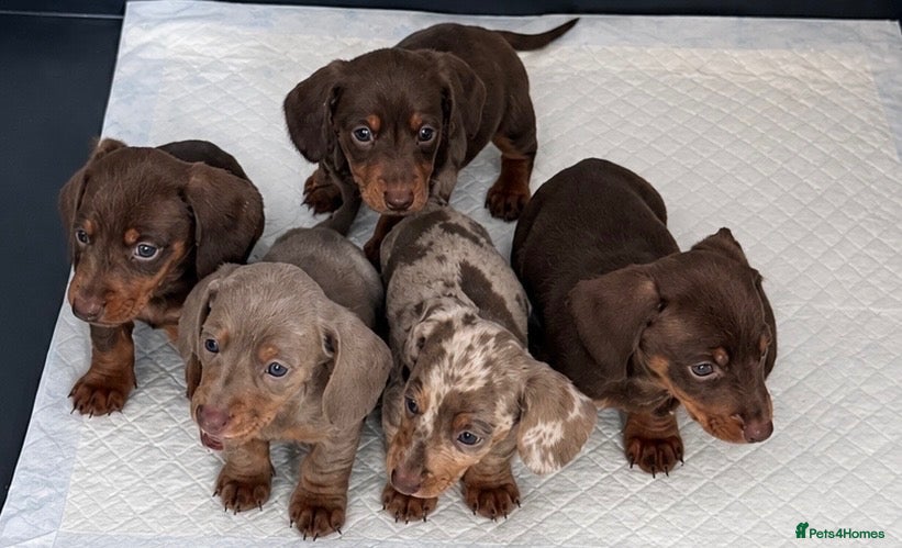 Miniature Dachshund dogs for sale: 🤩Beautiful miniature dachshund puppies🤩  - Advert 3