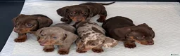 Miniature Dachshund dogs for sale: 🤩Beautiful miniature dachshund puppies🤩  - Advert 1