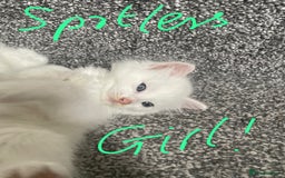 British Shorthair cats for sale: White SHD Kittens for sale - Image 12