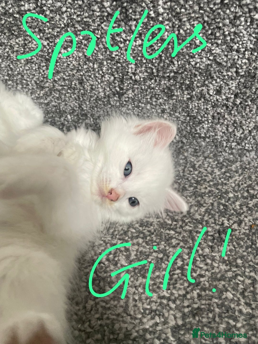 British Shorthair cats for sale: White SHD Kittens for sale - Image 12