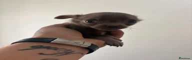 Chihuahua 2