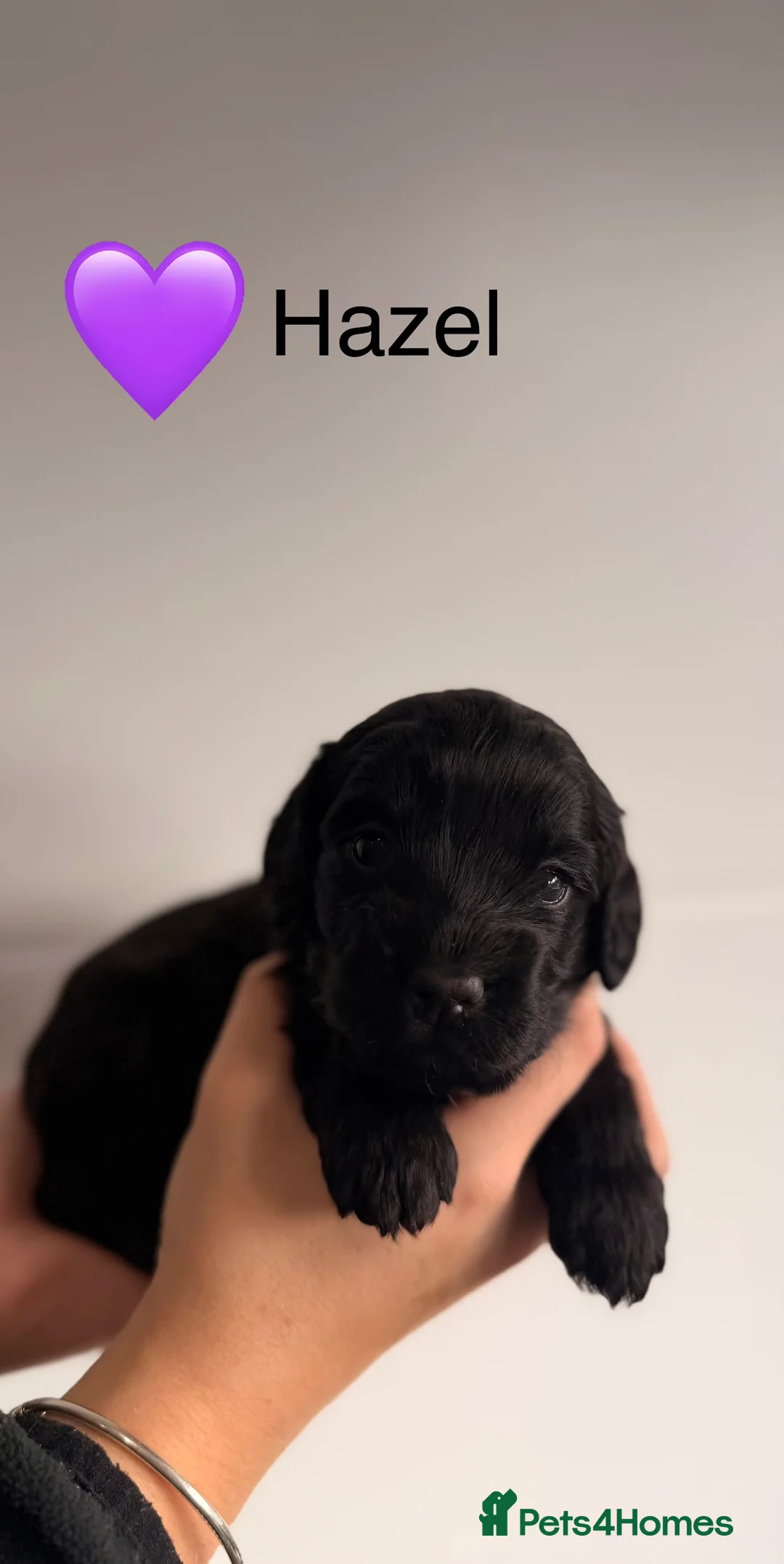 Cockapoo dogs for sale: F1B Cockapoo Puppies - From a Family Home. - Advert 7