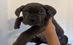 Cane Corso dogs for sale: 5 Towns Cane Corso pups,   - Image 8
