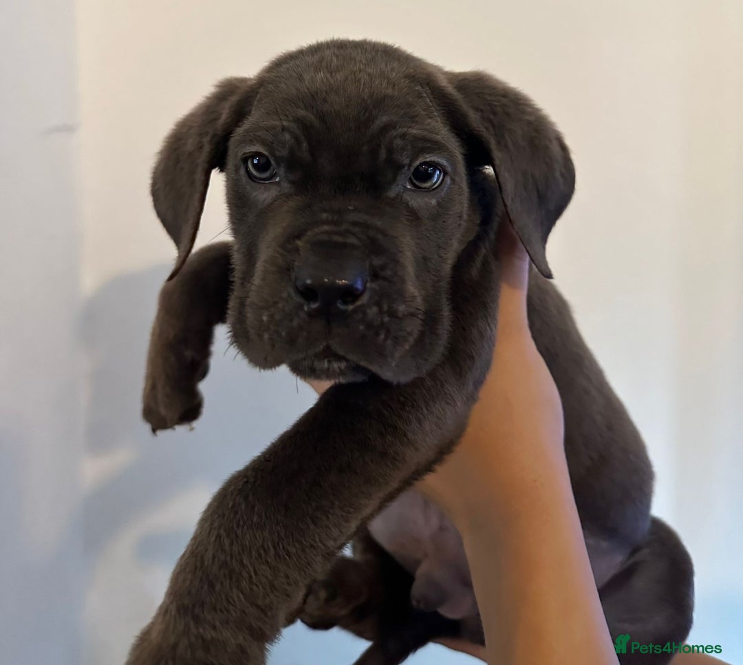 Cane Corso dogs for sale: 5 Towns Cane Corso pups,   - Image 8