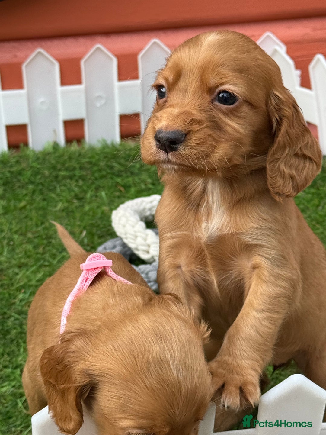 Cocker Spaniel dogs for sale: Gorgeous KC Working Cocker Spaniels- Health Tested - Image 5