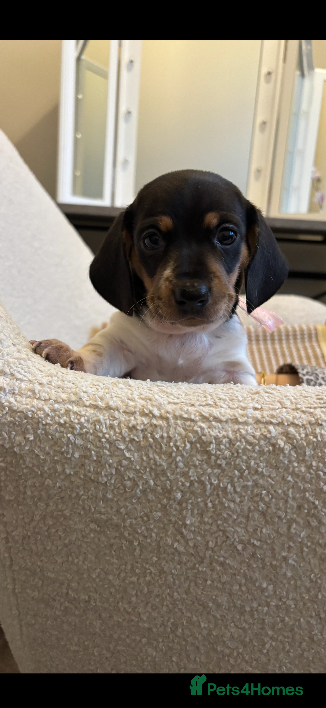 Miniature Dachshund dogs for sale: Mini baby dachshunds  - Advert 1