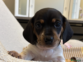 Miniature Dachshund dogs Mini baby dachshunds - Advert 2