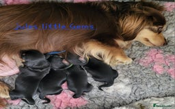 Miniature Dachshund dogs for sale: KC Black and Cream  long haired  - Image 9