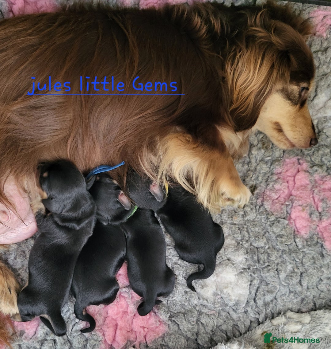 Miniature Dachshund dogs for sale: KC Black and Cream  long haired  - Image 9