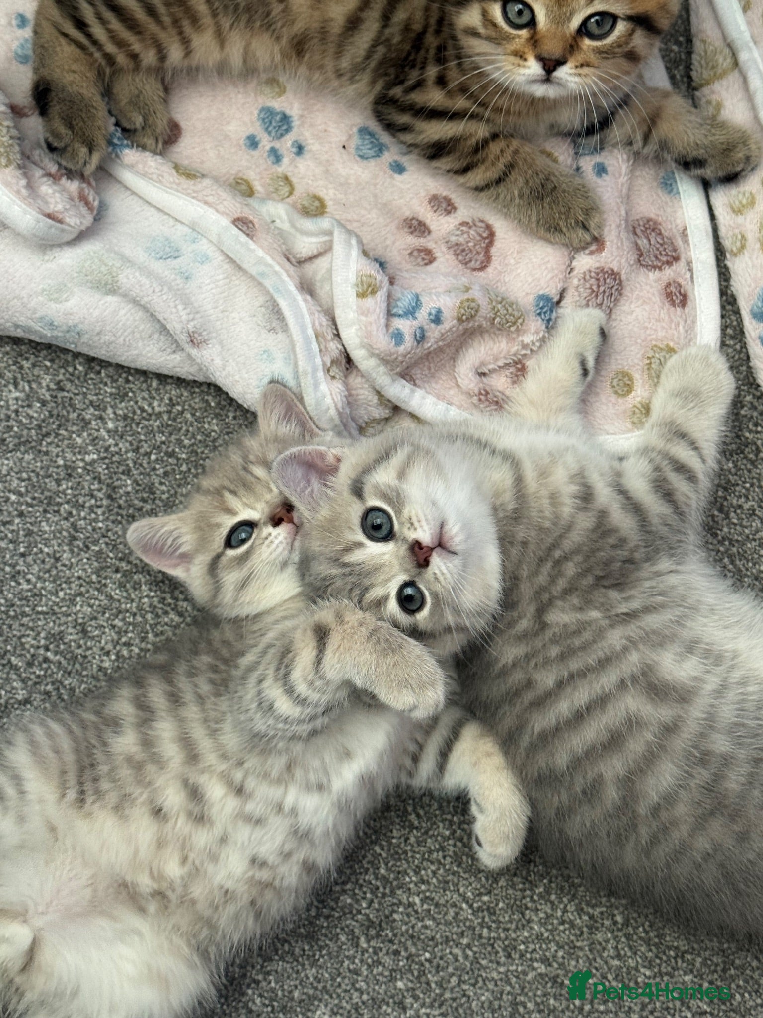 Scottish Fold cats Scottish fold & straight boys - ready 18th august - Advert 14
