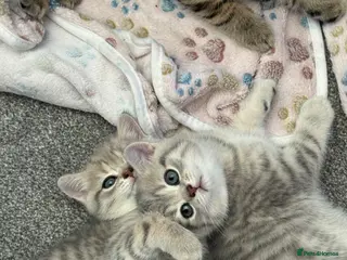 Scottish Fold cats Scottish fold & straight boys - ready 18th august - Advert 14