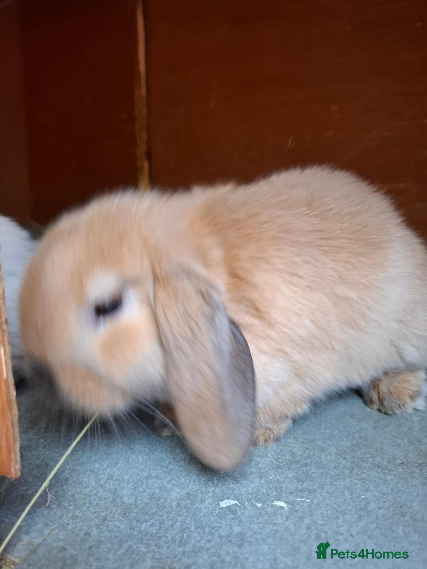 Mini Lop rabbits Beautiful Mini Lops - Advert 1