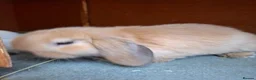 Mini Lop rabbits for sale: Beautiful Mini Lops - Advert 1