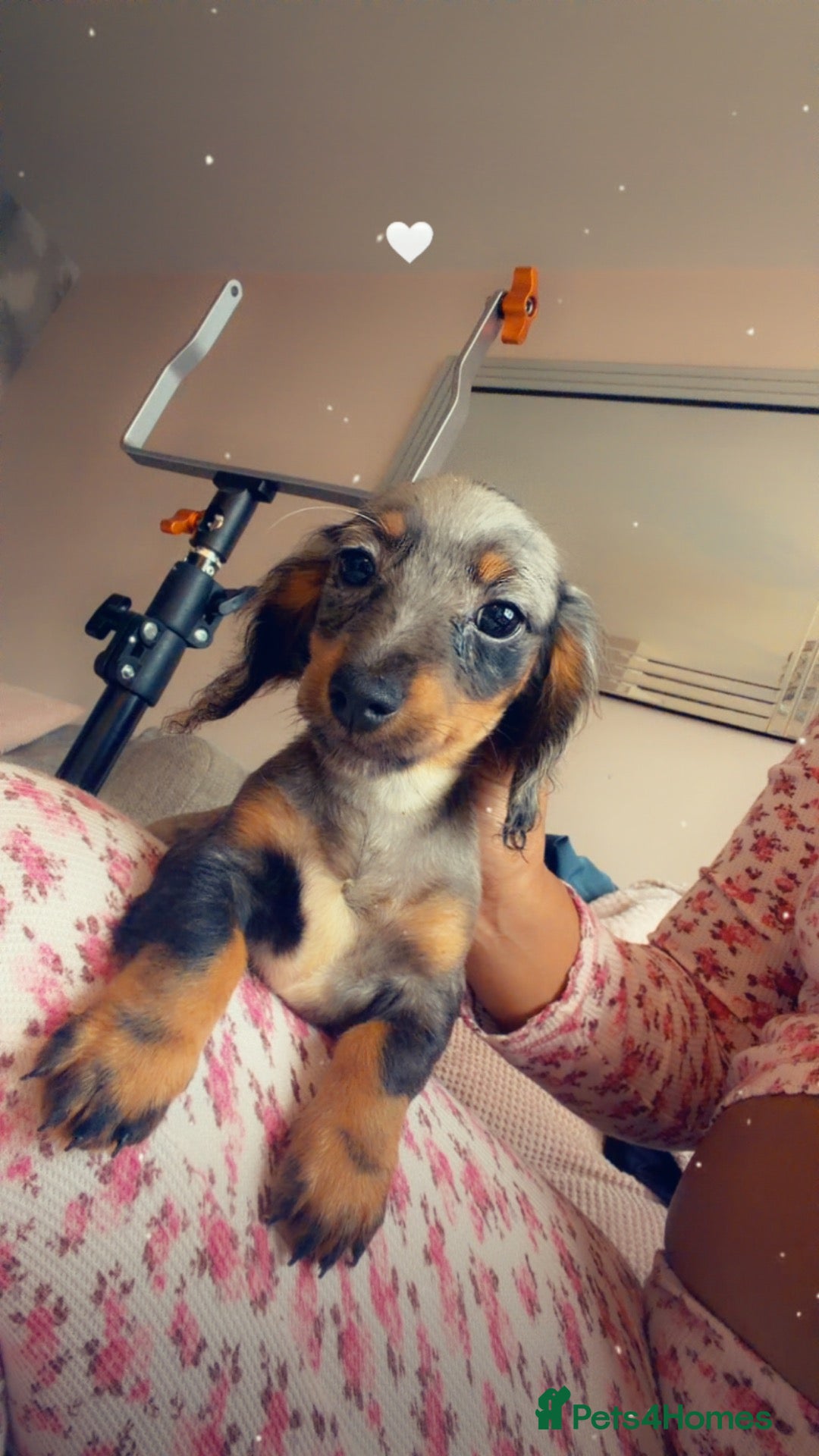 Miniature Dachshund dogs 5 Minature long haired Daxis  Looking for love  - Advert 1