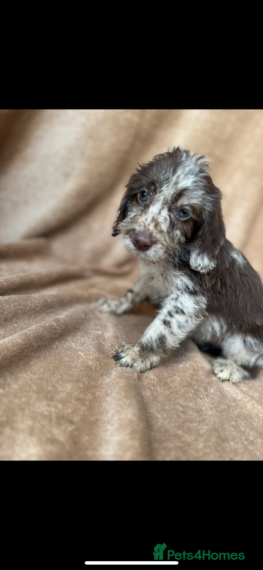 Cockapoo dogs for sale: F1 cockapoos  - Image 10