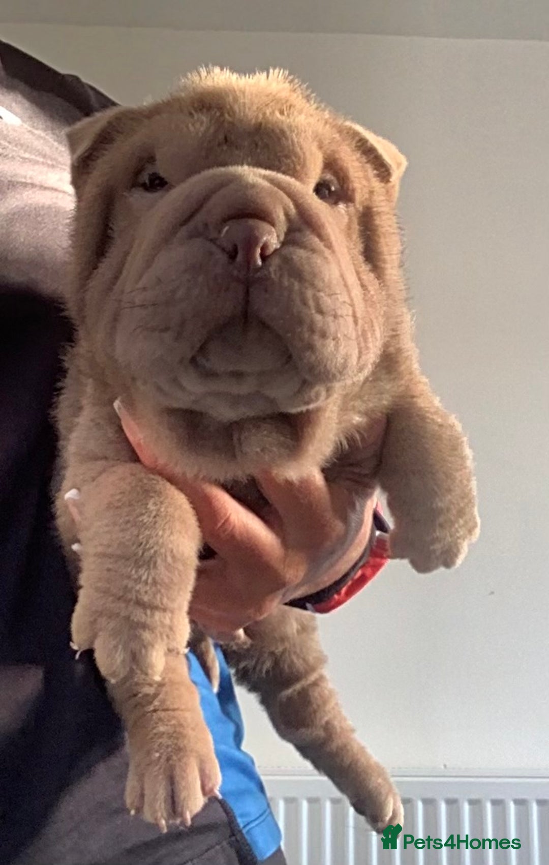 Shar Pei dogs for sale: Kc registered shar pei rare colours - Advert 12