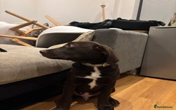 Mixed Breed dogs for sale: Mixed breed lab x Doberman - Image 5