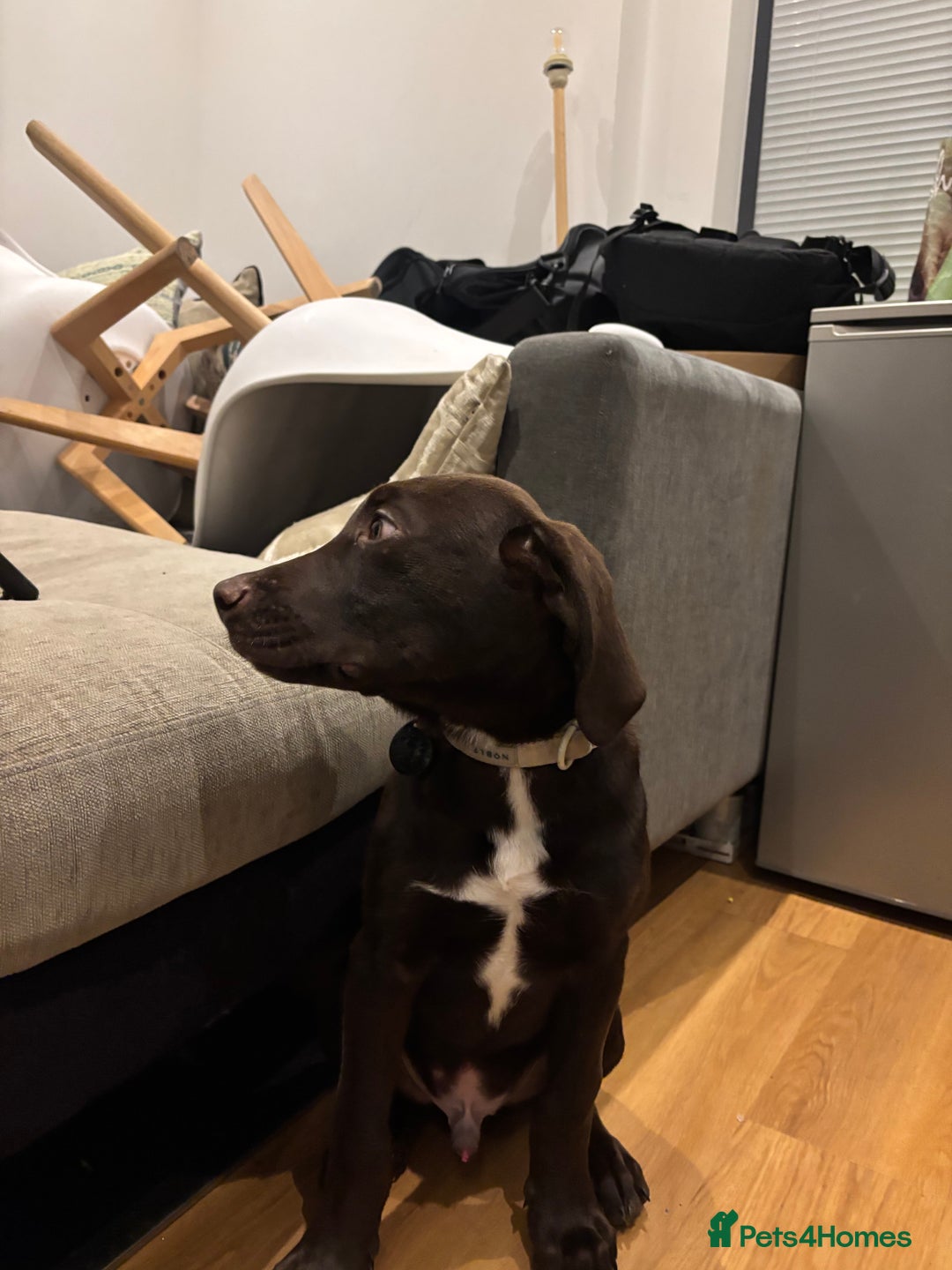 Mixed Breed dogs for sale: Mixed breed lab x Doberman - Image 5