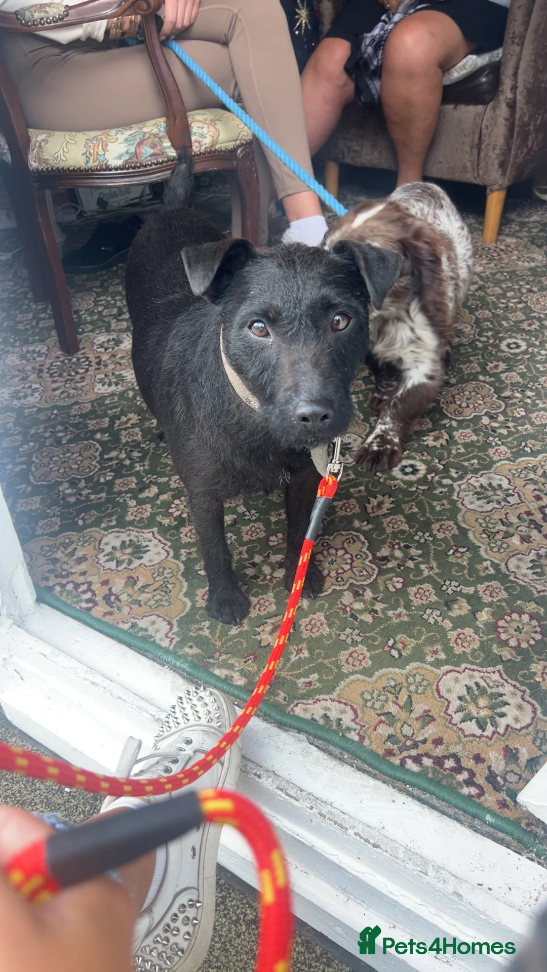 Patterdale Terrier dogs for sale: Stunning Patterdale pups  - Advert 2