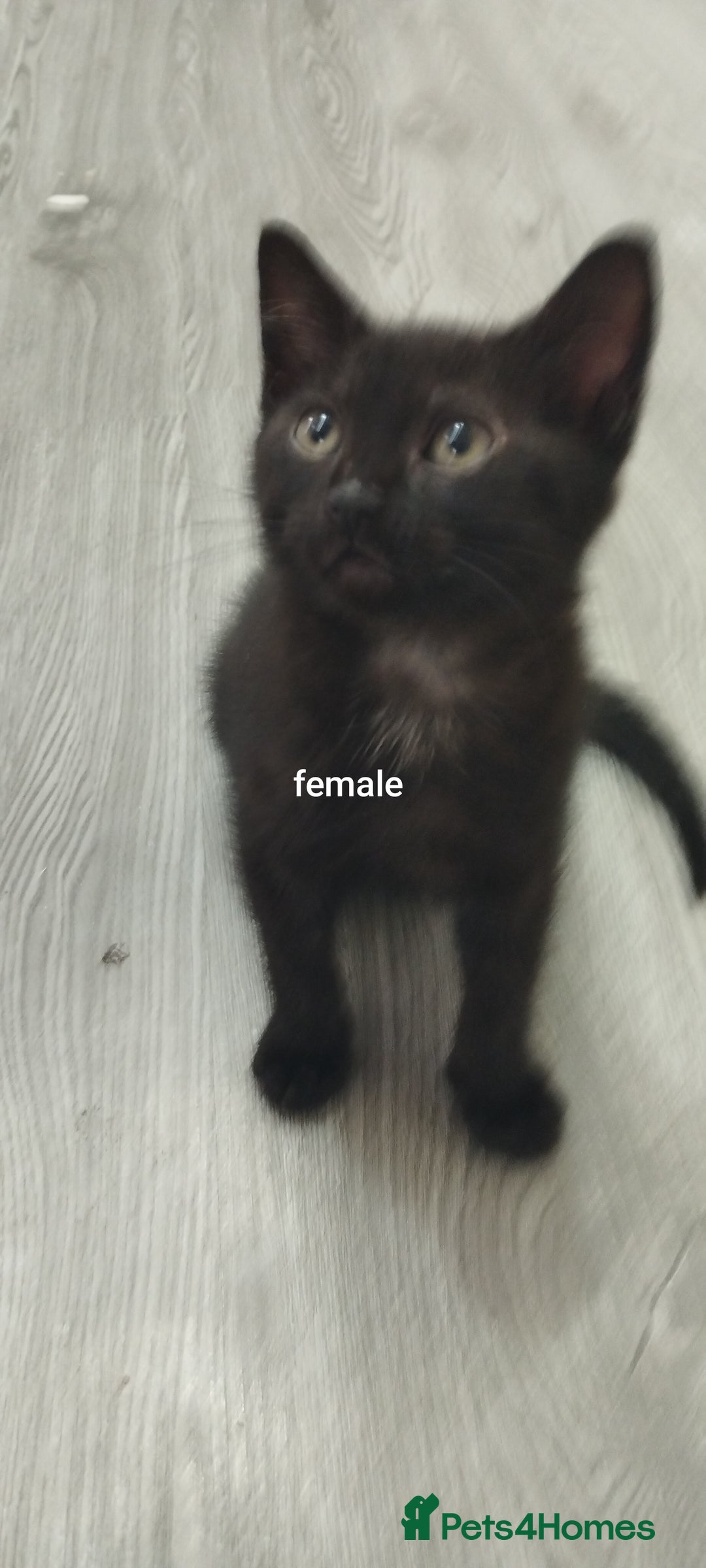 British Shorthair cats for sale: Kittens search new homes  - Image 2