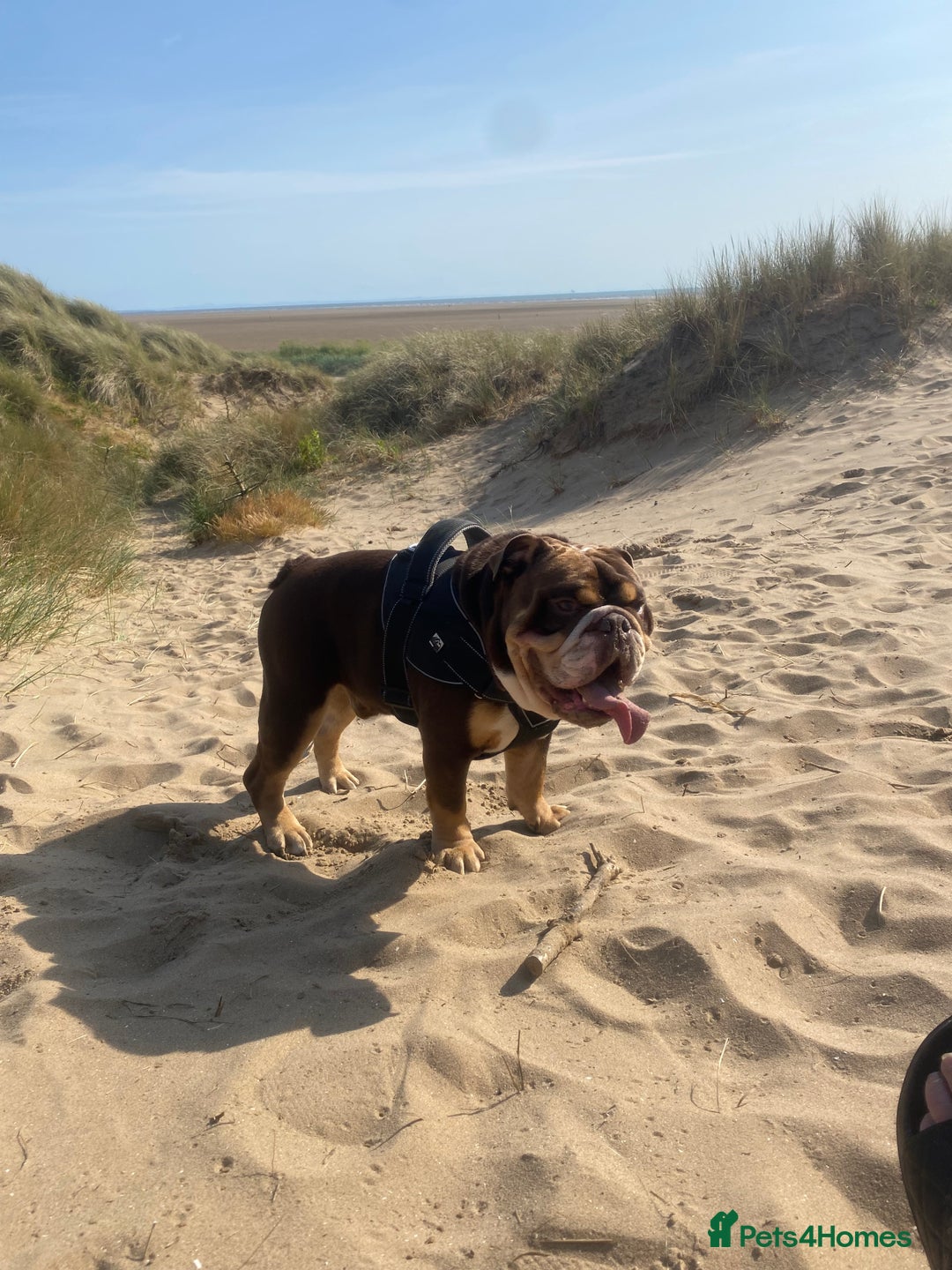English Bulldog dogs for stud: Exclusive Tri-Colour Chocolate English Bulldog  - Image 4