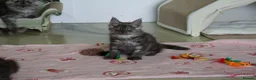 Maine Coon cats for sale: TICA Reg Black Smoke Maine Coon Kittens - Advert 4
