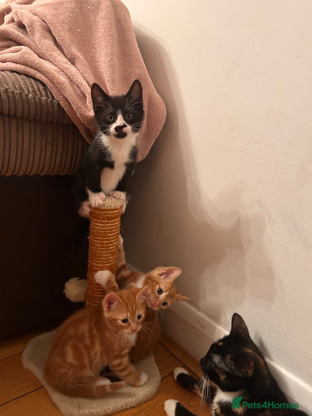 Mixed Breed cats for sale: Black and White Kitten - Advert 4