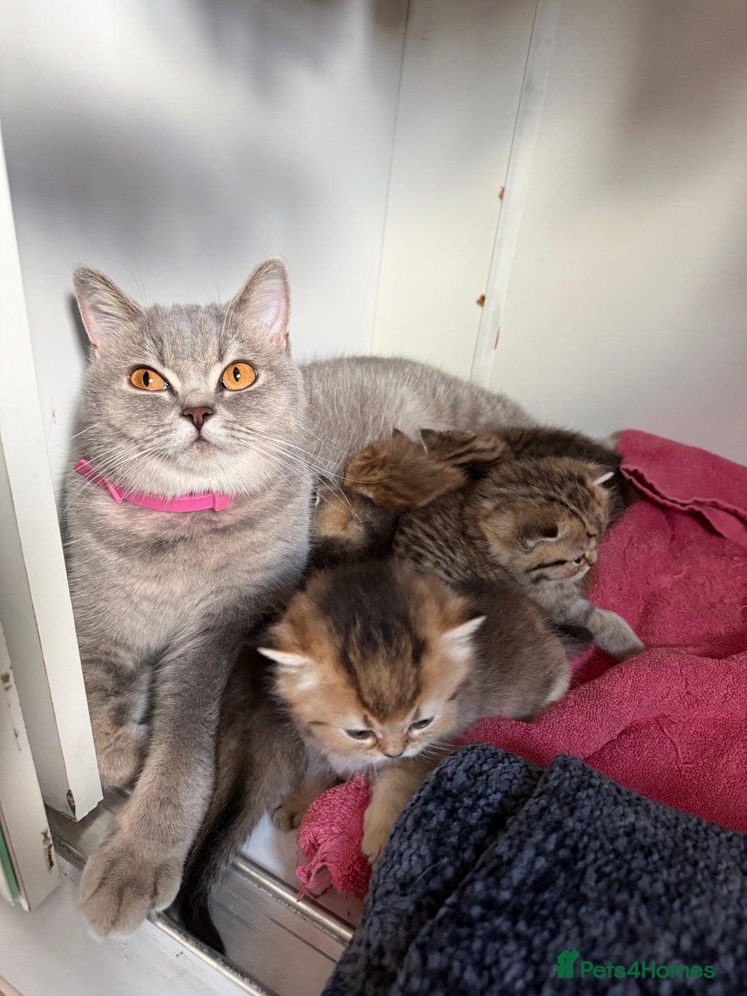 British Shorthair cats for sale: Beautiful British Shorthair Kittens – 5 Available - Advert 2