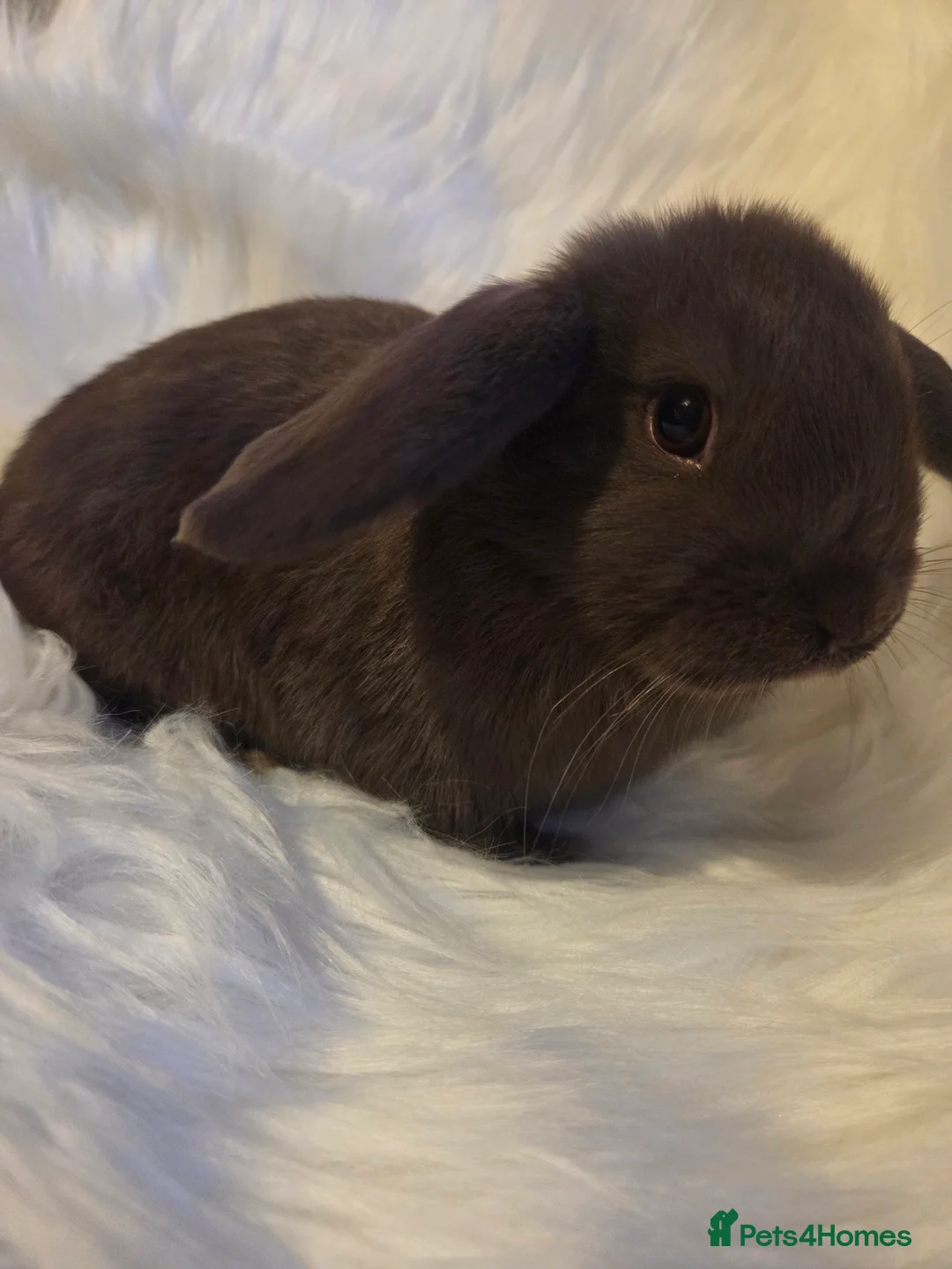 Mini Lop rabbits for sale: Beautiful mini lops - Advert 5